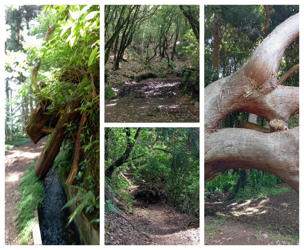 Caminhada pela Levada da Serra do Faial
